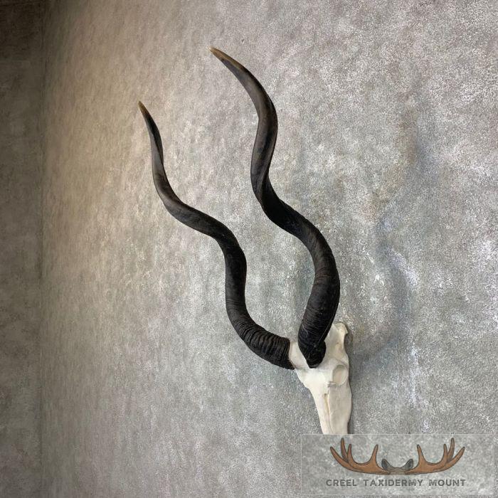 Greater Kudu Skull & Horn European Taxidermy Mount For Sale - Image 2