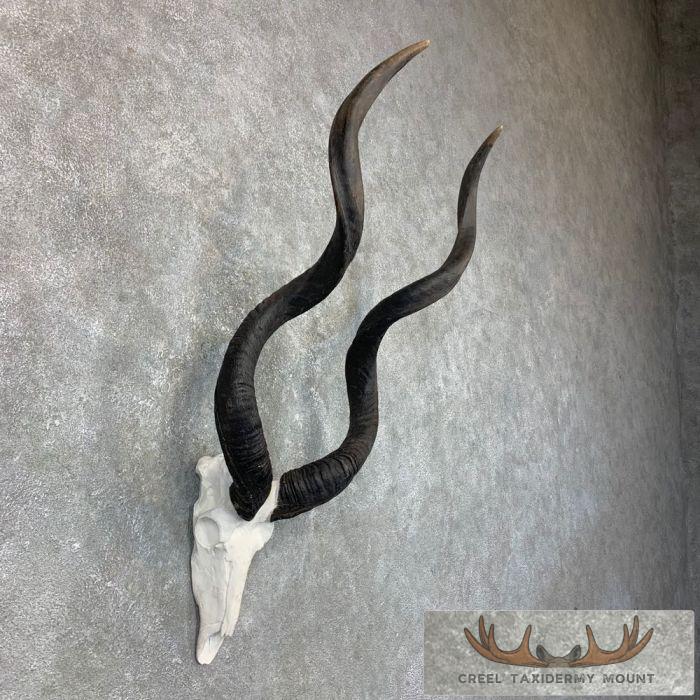 Greater Kudu Skull & Horn European Taxidermy Mount For Sale - Image 3
