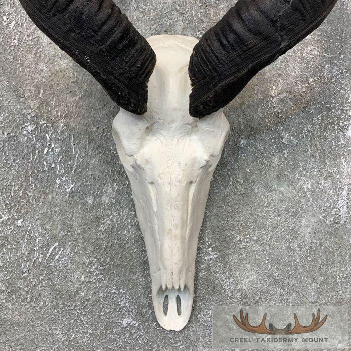 Greater Kudu Skull & Horn European Taxidermy Mount For Sale - Image 4
