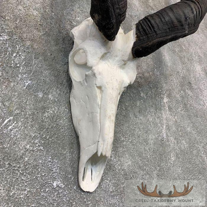 Greater Kudu Skull & Horn European Taxidermy Mount For Sale - Image 5