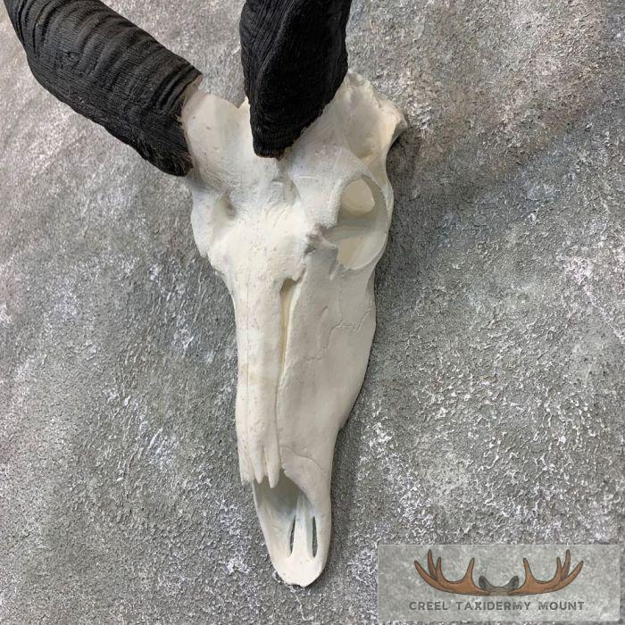 Greater Kudu Skull & Horn European Taxidermy Mount For Sale - Image 6