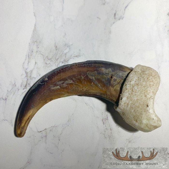 Grizzly Bear Claw Taxidermy For Sale - Image 2