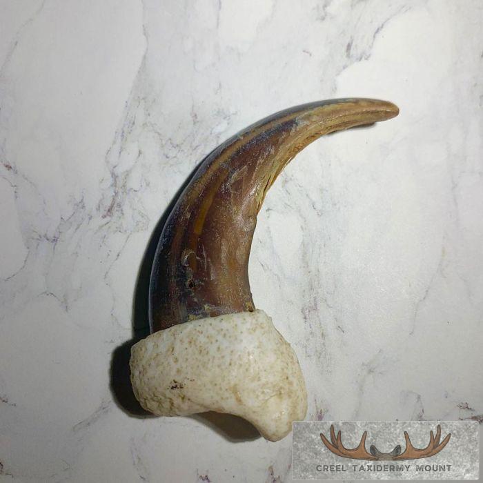 Grizzly Bear Claw Taxidermy For Sale - Image 4