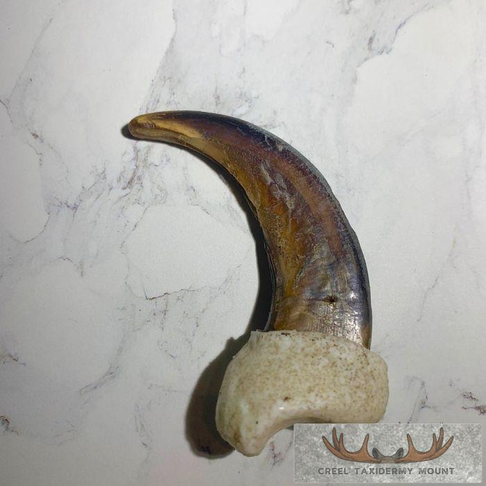 Grizzly Bear Claw Taxidermy For Sale - Image 5