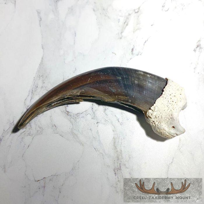Grizzly Bear Claw Taxidermy For Sale - Image 2
