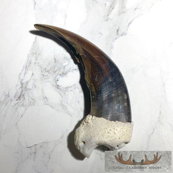 Grizzly Bear Claw Taxidermy For Sale - Image 4