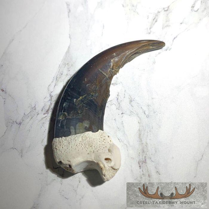 Grizzly Bear Claw Taxidermy For Sale - Image 5
