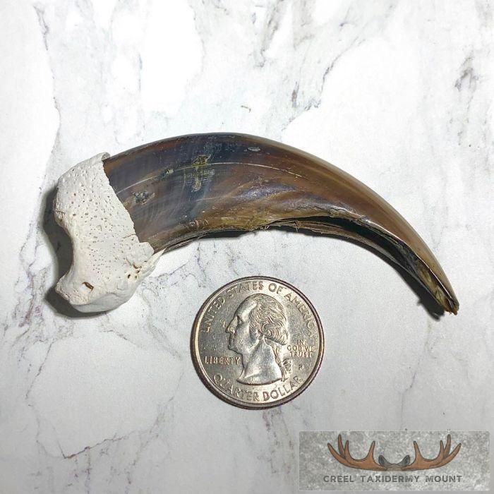 Grizzly Bear Claw Taxidermy For Sale - Image 3