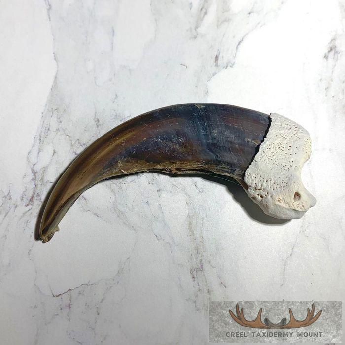 Grizzly Bear Claw Taxidermy For Sale - Image 2