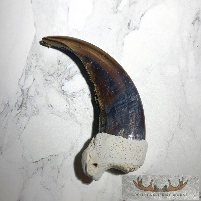 Grizzly Bear Claw Taxidermy For Sale - Image 4