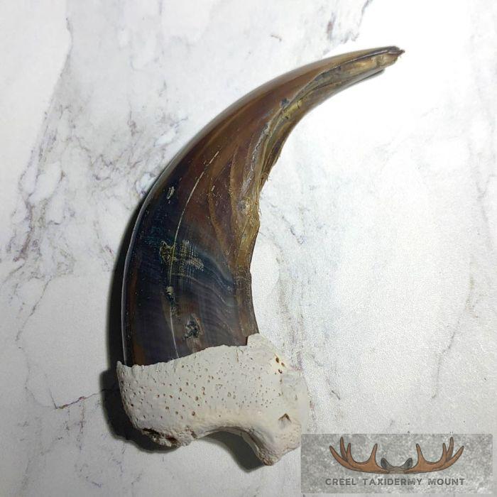 Grizzly Bear Claw Taxidermy For Sale - Image 5