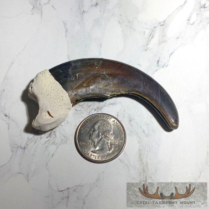 Grizzly Bear Claw Taxidermy For Sale - Image 3