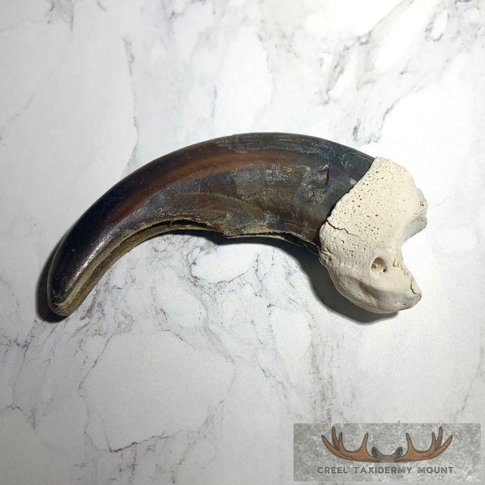 Grizzly Bear Claw Taxidermy For Sale - Image 2