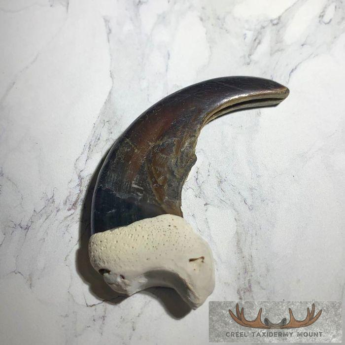 Grizzly Bear Claw Taxidermy For Sale - Image 4