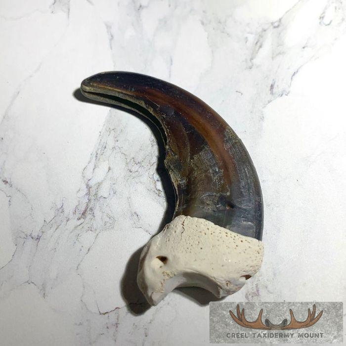 Grizzly Bear Claw Taxidermy For Sale - Image 5
