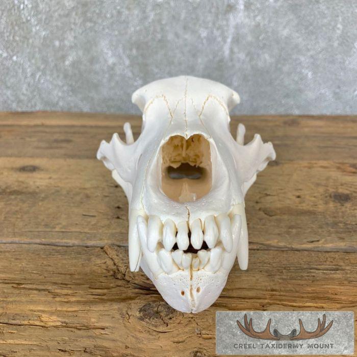Alaskan Grizzly Bear Full Skull For Sale - Image 5