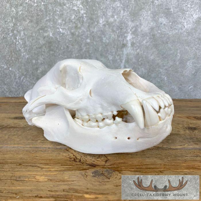 Alaskan Grizzly Bear Full Skull For Sale - Image 2