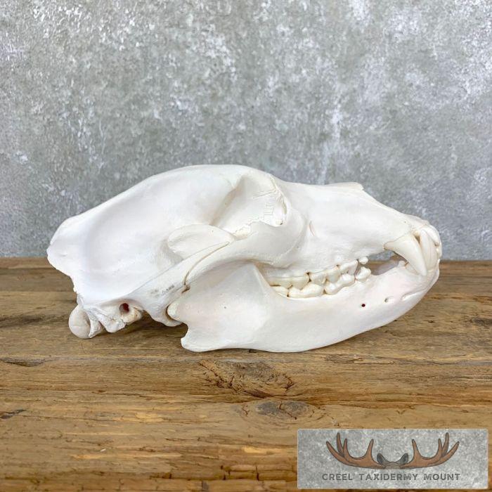 Alaskan Grizzly Bear Full Skull For Sale - Image 3