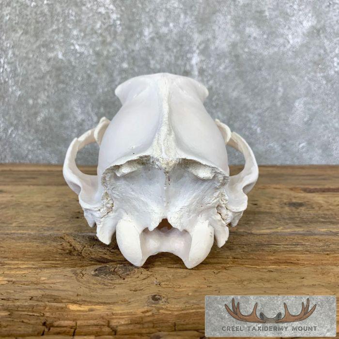 Alaskan Grizzly Bear Full Skull For Sale - Image 6