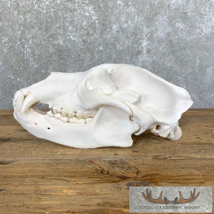 Alaskan Grizzly Bear Full Skull For Sale - Image 4
