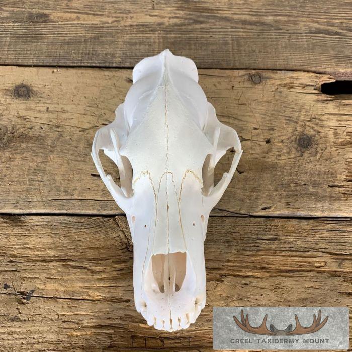 Alaskan Grizzly Bear Full Skull For Sale - Image 7