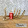 Natural Shed Whitetail Deer Antler Craft For Sale - Image 5