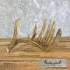 Natural Shed Whitetail Deer Antler Craft For Sale - Image 2