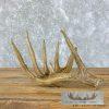 Natural Shed Whitetail Deer Antler Craft For Sale - Image 3
