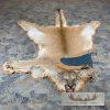 Mountain Lion Full Size Taxidermy Rug Mount For Sale - Image 3
