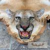 Mountain Lion Full Size Taxidermy Rug Mount For Sale - Image 4