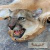 Mountain Lion Full Size Taxidermy Rug Mount For Sale - Image 5