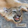 Mountain Lion Full Size Taxidermy Rug Mount For Sale - Image 6