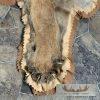 Mountain Lion Full Size Taxidermy Rug Mount For Sale - Image 7