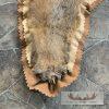 Mountain Lion Full Size Taxidermy Rug Mount For Sale - Image 8