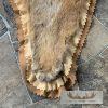 Mountain Lion Full Size Taxidermy Rug Mount For Sale - Image 9