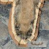 Mountain Lion Full Size Taxidermy Rug Mount For Sale - Image 10