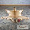 Mountain Lion Full Size Taxidermy Rug Mount For Sale - Image 2