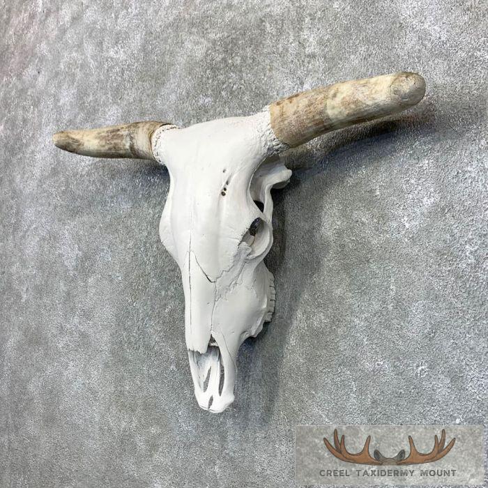 Rodeo Bull Skull European Taxidermy Mount For Sale - Image 2