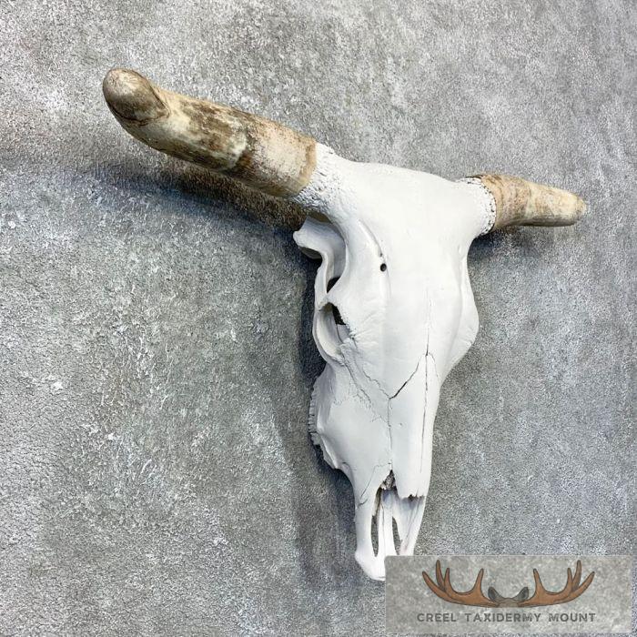 Rodeo Bull Skull European Taxidermy Mount For Sale - Image 3