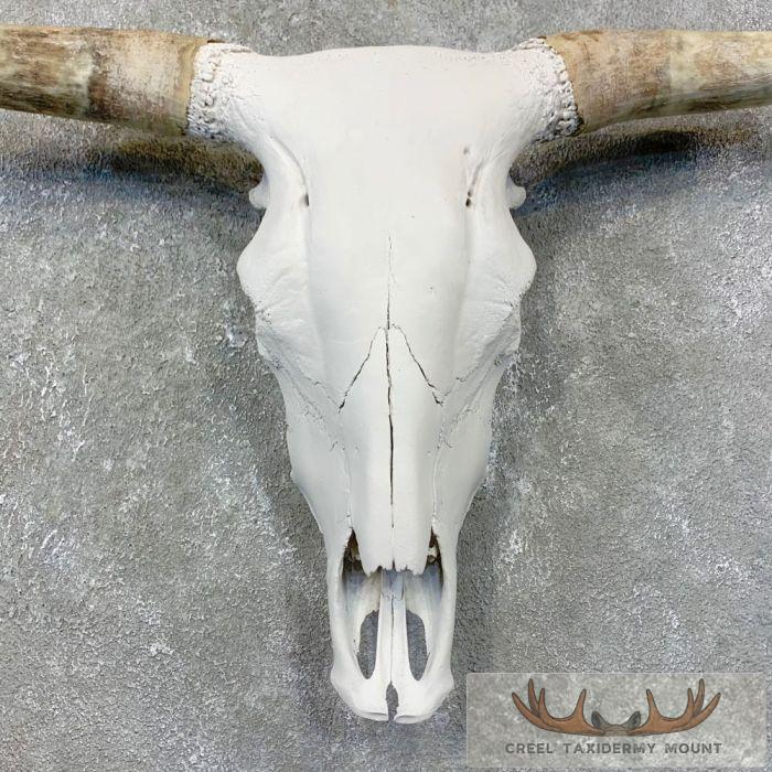 Rodeo Bull Skull European Taxidermy Mount For Sale - Image 4