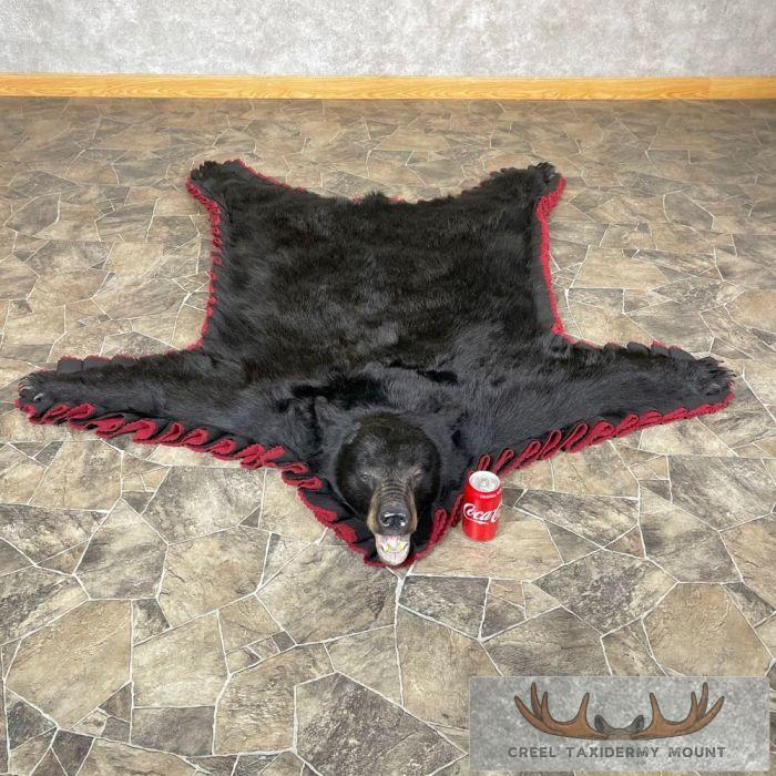 Black Bear Full-Size Taxidermy Rug For Sale - Image 3