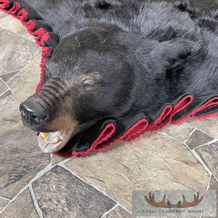Black Bear Full-Size Taxidermy Rug For Sale - Image 5