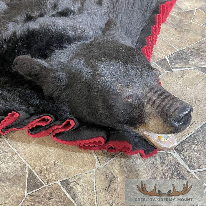 Black Bear Full-Size Taxidermy Rug For Sale - Image 6
