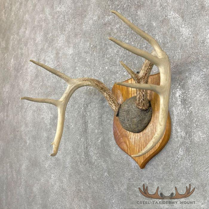 Whitetail Deer Antler Plaque Taxidermy Mount For Sale - Image 3