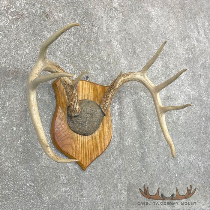 Whitetail Deer Antler Plaque Taxidermy Mount For Sale - Image 2