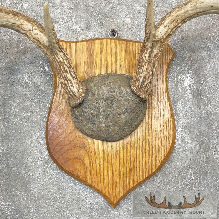 Whitetail Deer Antler Plaque Taxidermy Mount For Sale - Image 4