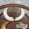 Russian Razorback Tusk Display For Sale - Image 4