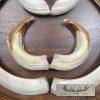 Russian Razorback Tusk Display For Sale - Image 5