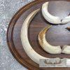 Russian Razorback Tusk Display For Sale - Image 6