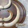 Russian Razorback Tusk Display For Sale - Image 7